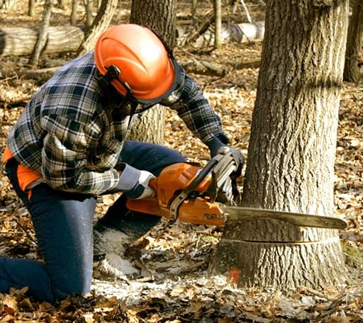 Tree Removal in Rochert, MN